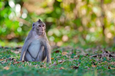 Фоны с обезьянами: Фотографии макак в хорошем качестве.