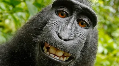 Уникальные моменты: Фото обезьян в формате WebP.