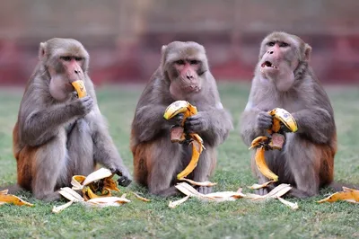 Удивительные обезьяны: скачай бесплатно красочные изображения.
