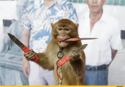 Веселые обезьянки: Лучшие картинки для телефона