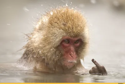 Макаки в искусстве: Арт-фотографии с обезьянами