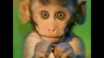 Веселые моменты с обезьянами: Скачивай в JPG и PNG