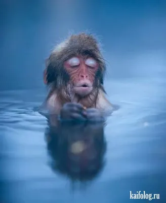 В мире макак: уникальные кадры веселых обезьян