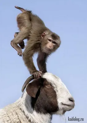 Природный юмор в обезьяньем стиле: фотографии веселых макак