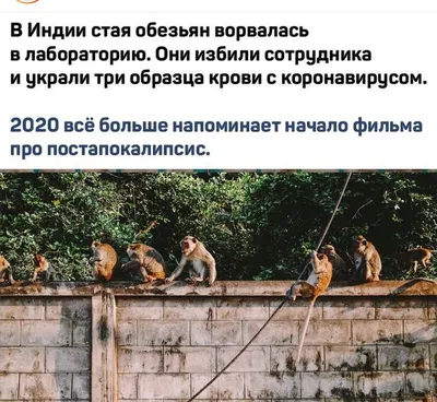Фотк с обезьянами: Природа в объективе