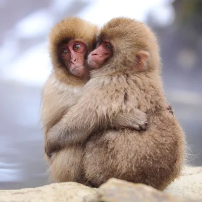 Фон с обезьянами: Лучшие моменты обезьяньей жизни