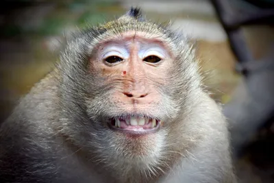 Арт с обезьянами: Эмоциональные выражения в каждом кадре