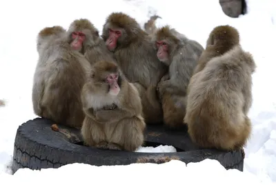 Фотографии обаятельных обезьян для iPhone и Android