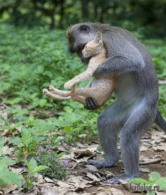 Смешные обезьяны в 4K разрешении: скачать бесплатно