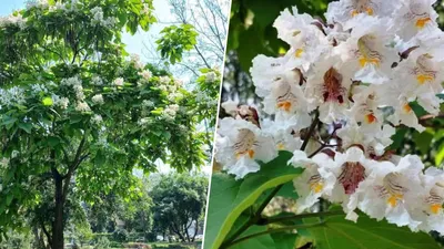 Уникальное фото Макаронного дерева, прекрасное дерево с пастой