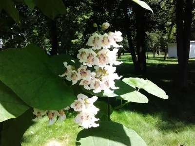 Фото Макаронного дерева, необычное сочетание природы и кулинарии