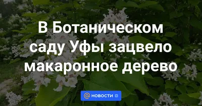 Фотография Макаронного дерева, символ изысканности и природной гармонии