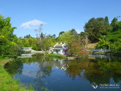 Фото дерева макарон в формате png