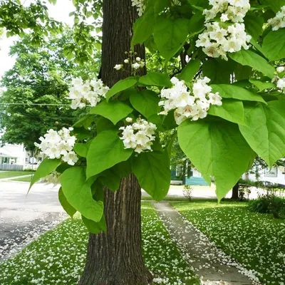 Картинка макаронного дерева на рабочий стол