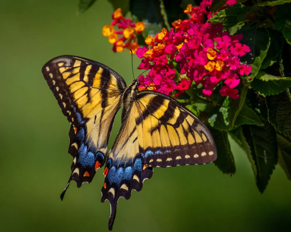 Расцветка бабочки Махаон