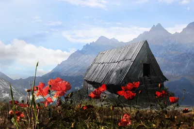 Мир маков в горах: потрясающий пейзаж на фотографии