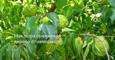 Полное очарование Маклюра дерева на фотографиях