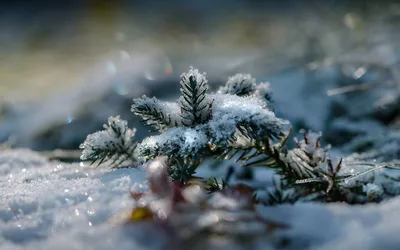 Зимнее волшебство: Макросъемка красивых снежинок