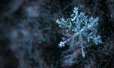 Морозное вдохновение: Красочные макро-изображения зимней природы
