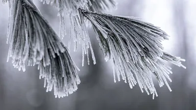 Макро-зимовка: Близкий взгляд на холодные текстуры