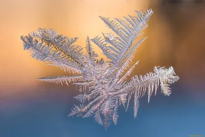 Зимние картины: Макро-фотографии снежных и ледяных пейзажей