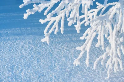 Зимние моменты: Кристально чистые макро-изображения
