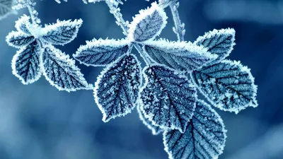 Зимний макро-аромат: Фотографии зимних растений в близком плане