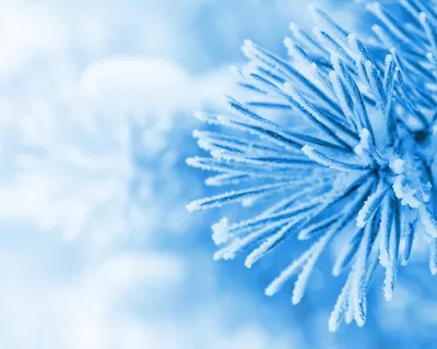 Зимняя феерия: Кристально ясные макро-фотографии зимних явлений