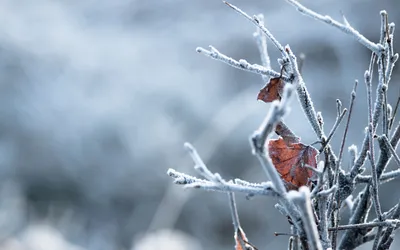 Зимний портрет: Макросъемка замороженных красок природы