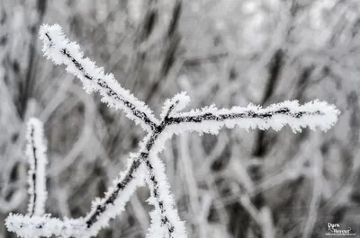 Зимние кристаллы: Фотографии замороженных макро-образований