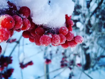 Зимние шедевры: Макро-фотографии уникальных зимних моментов