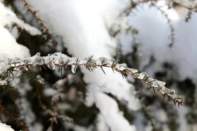 Зимняя красота в мелочах: Макро-изображения зимних деталей
