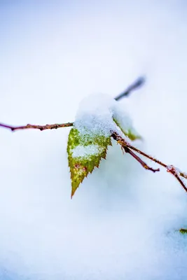 Зимние контрасты: Фотографии макро-коллижнов природы