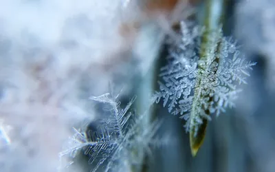 Замерзшая красота: Изысканные детали зимних моментов
