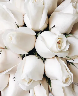 Фотография маленьких белых роз в формате png