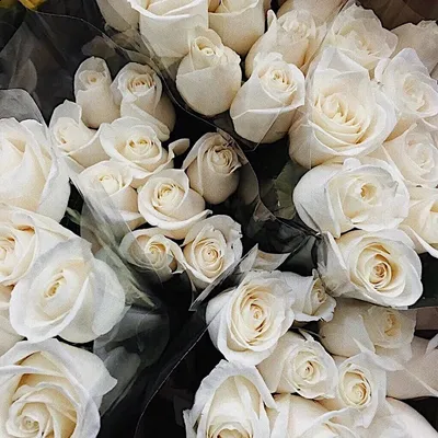 Фото маленьких белых роз в высоком качестве - png