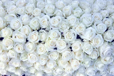 Фотография маленьких белых роз в формате webp