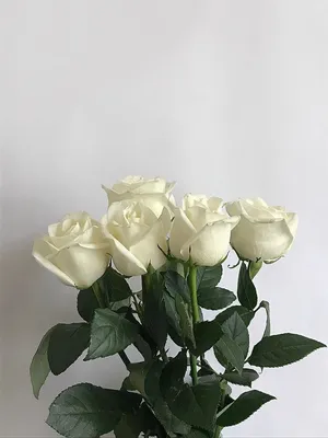 Фотография маленьких белых роз - изображение в webp