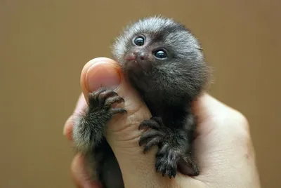 Фото маленьких обезьян: выбирай размер и скачивай в форматах JPG, PNG, WebP!