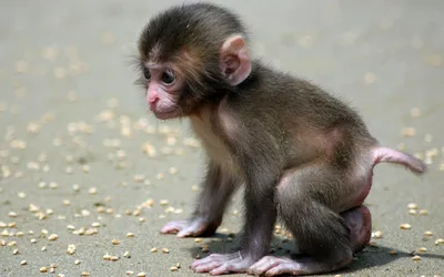 Фотосессия с маленькими обезьянами: бесплатно скачивай в различных форматах.