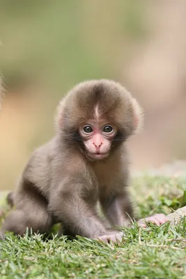 В мире обезьян: захватывающие кадры из жизни этих созданий