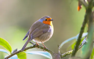 Маленькие птицы фотографии