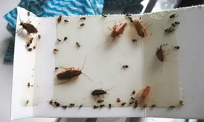 Маленькие тараканы  фото