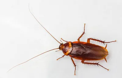 Маленькие тараканы: фото, которые рассказывают историю