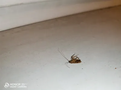 Маленькие тараканы: фотографии, которые вызывают удивление