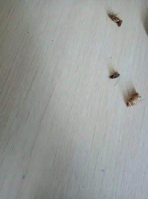 Маленькие тараканы: фотографии, которые вызывают интерес