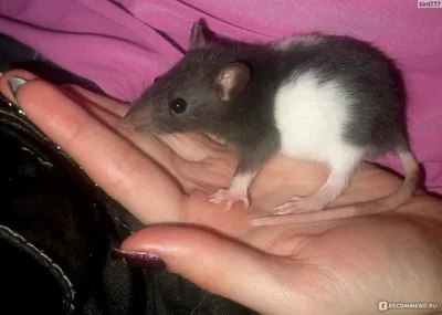 Маленькой крысы  фото