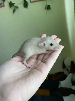 Изображение маленькой крысы в формате PNG