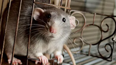 Фотография маленькой крысы на фото