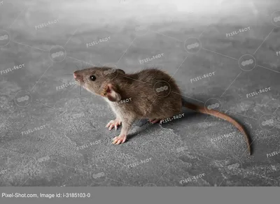 Фото маленькой крысы в формате PNG